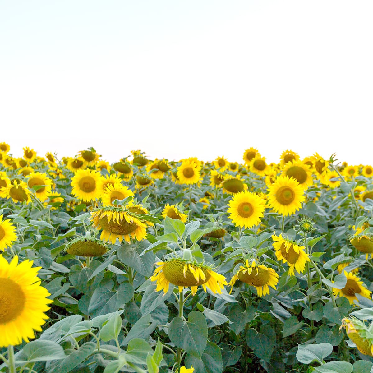 A field of sunflowers.